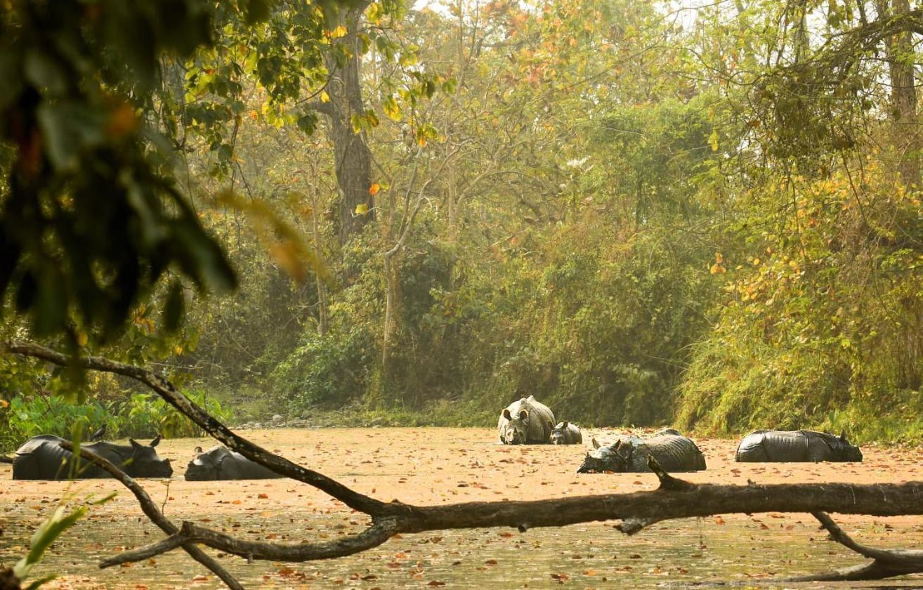 Hotel Flycatcher Chitwan- A Jungle Safari Home Sauraha Exterior photo